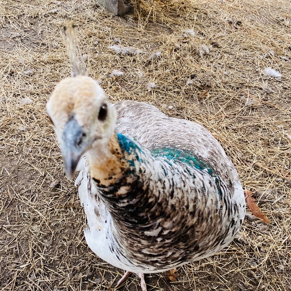 Meet your Posher, Grace - Picture 1 of 1